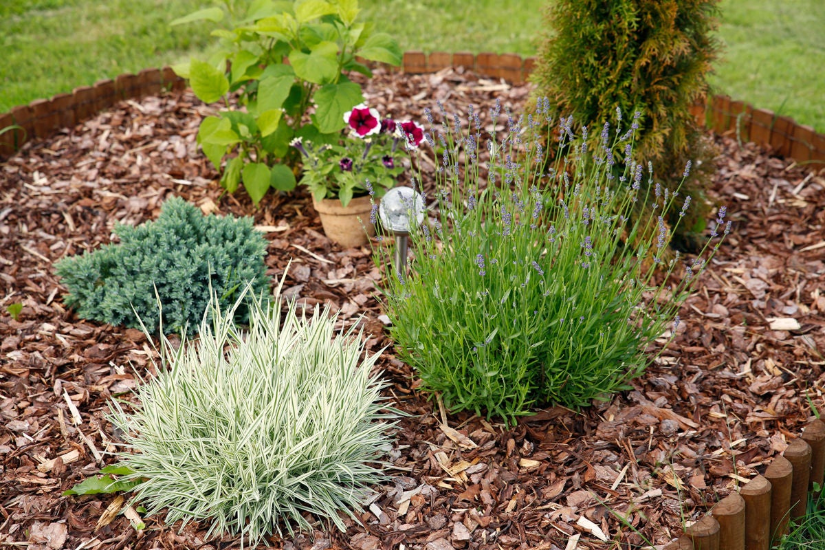 plants flower bed mulch