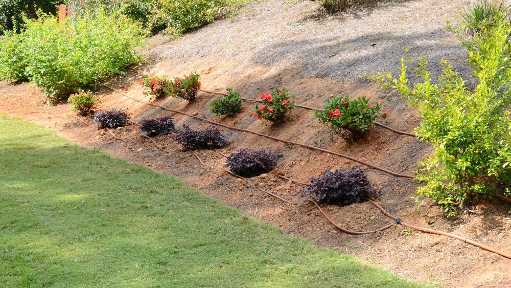 irrigation rows plants