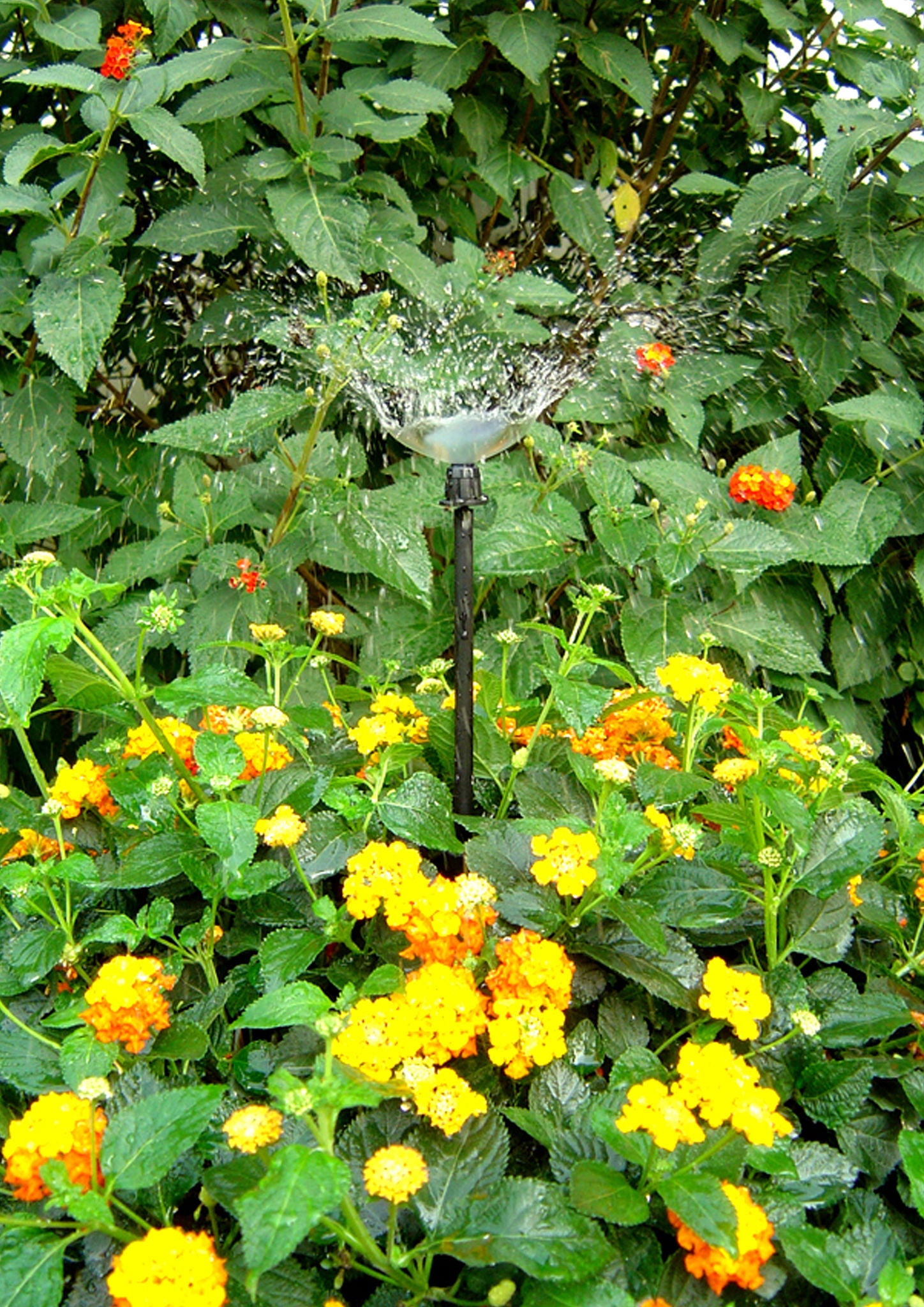 TECO Ultra™ Stakes with micro spray in action