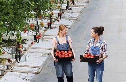 Greenhouse Irrigation