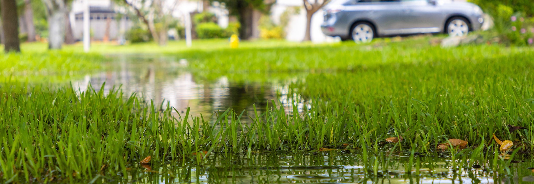 Soggy front yard