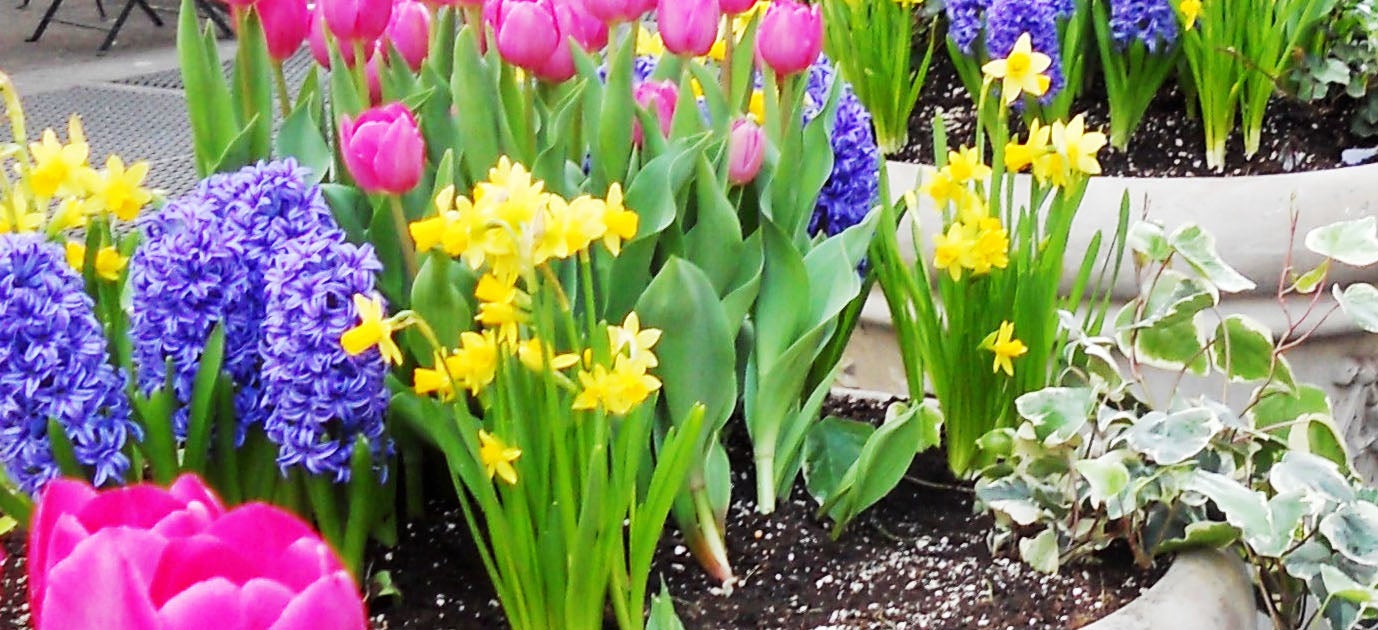 TECO Drip Kits, Patio Kit & Vegetable Kit