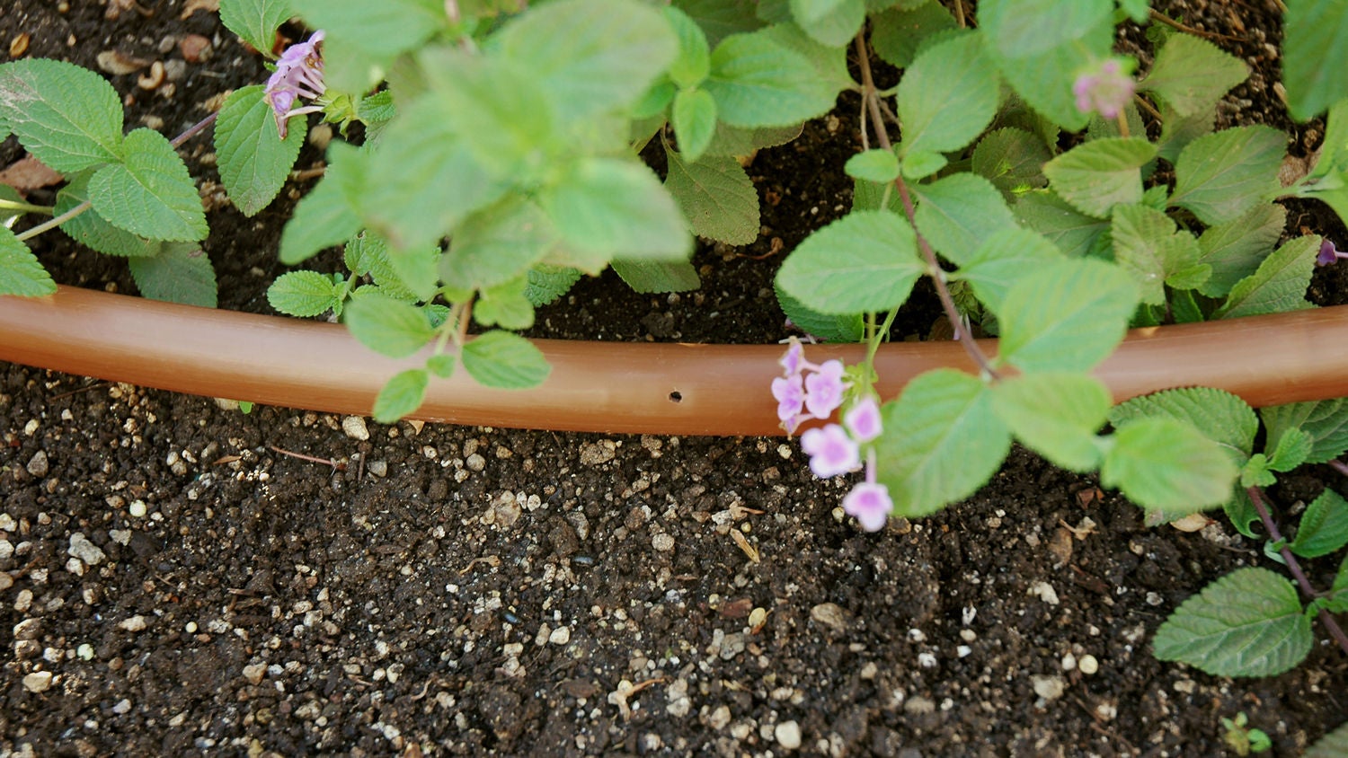 irrigation drip line